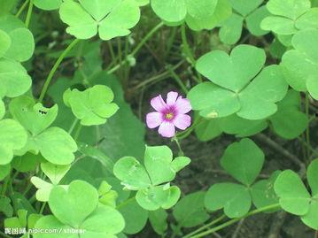 三叶草,自然界的神奇使者与生命力的象征