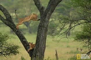 野性生灵,野性生灵的传奇故事
