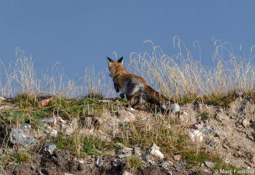 神奇动物的一天 第一季,神奇动物的一天第一季